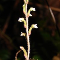 Zeuxine reginasilvae Ormerod